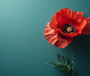 Tło, Ciemne, Czerwony, Mak