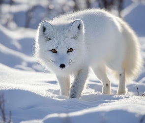 Śnieg, Polarny, Lis, Biały