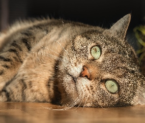 Zielonooki, Kot, Szaro-bury