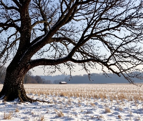 Suche, Pole, Stare, Trawy, Ośnieżone, Zima, Drzewo