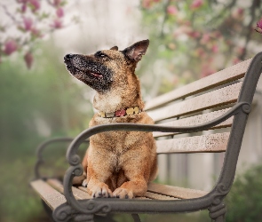 Ławka, Magnolia, Pies
