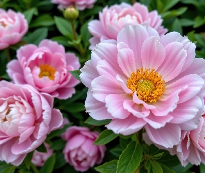 Różowe, Pąki, Piwonie, Rozkwitnięte, Kwiaty