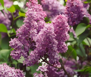 Liście, Bez, Kwitnący, Jasnofioletowy