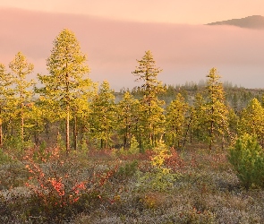 Kołyma, Mgła, Roślinność, Drzewa, Rosja
