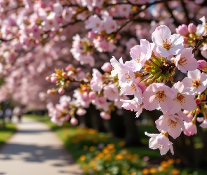 Droga, Kwiaty, Drzewa owocowe, Wiosna, Gałązki, Różowe