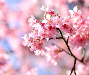 Gałązka, Kwiaty, Drzewo owocowe, Wiśnia japońska