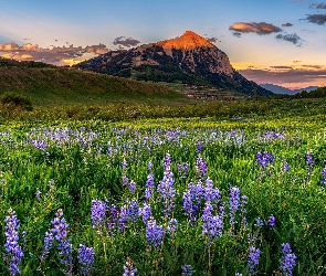 Miasto, Crested Butte, Zachód słońca, Góry, Stan, Stany Zjednoczone, Łąka, Kolorado, Drzewa, Kwiaty, Łubiny