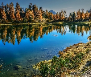 Lago Federa, Drzewa, Jezioro, Jesień, Modrzewie, Góry, Włochy, Żółte