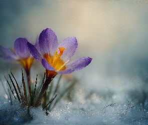 Krokus, Grafika AI, Fioletowy