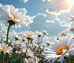 Grafika, Lato, Kwiaty, Rumianki, Niebo, Słońce
