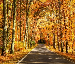 Pożółkłe, Droga, Drzewa, Wysokie, Jesień