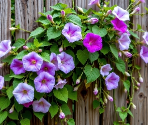 Grafika AI, Deski, Powój, Pnącze