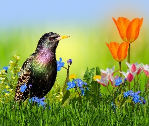 Kwiaty, 2D, Szpak, Trawa, Wiosna