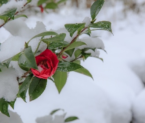 Róża, Śnieg, Czerwona