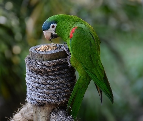 Lina, Pień, Papuga, Ziarno, Epoletówka, Ptak, Ara czerwonoramienna