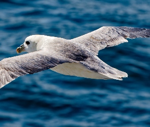 Mewa, Skrzydła, Rozpostarte, Lot, Ptak