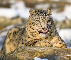 Wystający, Język, Irbis