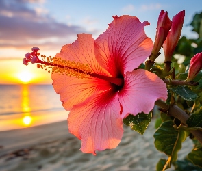 Grafika, Zachód słońca, Hibiskus, Kwiat