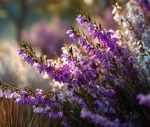Grafika AI, Kwiaty, Wrzośce, Różowe