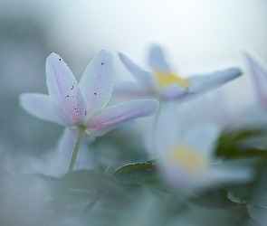 Zbliżenie, Kwiaty, Zawilce, Białe