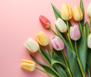 Kolorowe, Różowe tło, Liście, Tulipany, Kwiaty