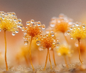 Grafika AI, Rosa, Śluzowce, Żółte, Grzyby, Krople