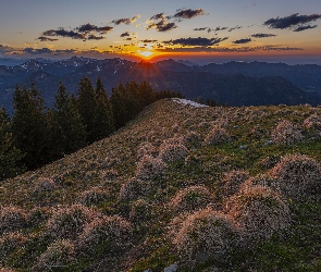 Drzewa, Sucha, Góry, Kępki, Chmury, Las, Zachód słońca, Trawa