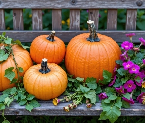 Dynie, Kwiaty, Purpurowe, Ławka, Cztery