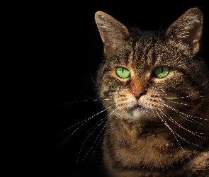 Kot, Oczy, Zielone, Wąsy, Bury