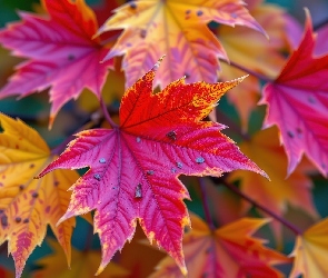 Żółte, Grafika AI, Klon, Liście, Czerwone