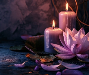 Świece, Lilia wodna, Fioletowy, Kwiat