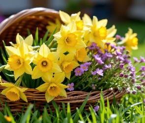 Trawa, Koszyk, Fioletowe, Narcyzy żonkile, Drobne, Kwiaty