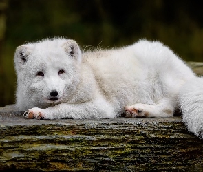 Biały, Lis polarny, Leżący