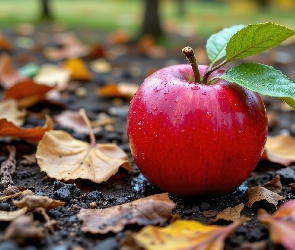 Liście, Opadłe, Jabłko, Czerwone, Zielone, Listki