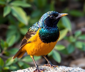 Żółto-niebieski, Grafika AI, Ptak