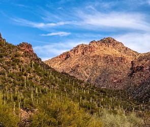 Arizona, Wąwóz, Stany Zjednoczone, Góry, Roślinność, Tucson, Kaktusy, Sabino Canyon
