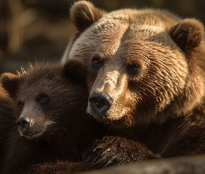 Niedźwiadek, Grafika AI, Niedźwiedź brunatny