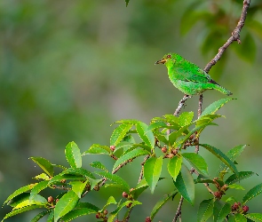 Liście, Gałązka, Ptak, Zielony, Samica, Seledynek