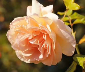 Żółta, Zbliżenie, Płatki, Róża, Kwitnąca