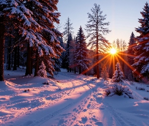 Zaśnieżona, Promienie słońca, Las, Droga, Drzewa, Zima, Ośnieżone