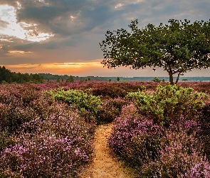 Drzewo, Krzewy, Wrzosowisko