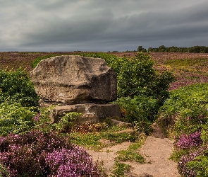 Wrzosowisko, Głaz, Hrabstwo Derbyshire, Anglia, Park Narodowy Peak District, Skała