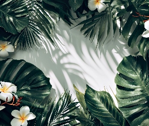 Cień, Światło, Kwiaty, Grafika, Monstera, Plumeria, Liście