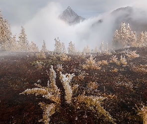 Góry, Drzewa, Rośliny, Mgła, Jesień