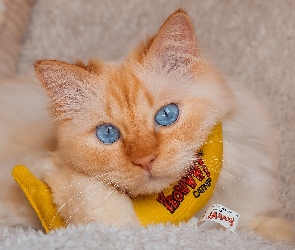 Niebieskooki, Zabawka, Kot