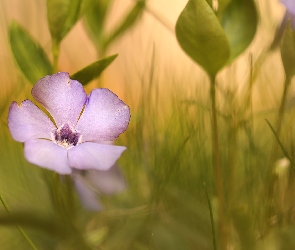 Liście, Trawa, Barwinek, Kwiat