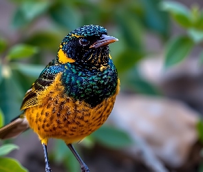 Kolorowy, Grafika AI, Ptak