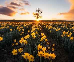 Drzewo, Zachód słońca, Narcyzy żonkile, Kwiaty, Pole