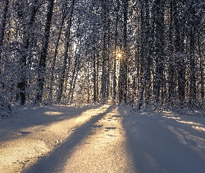 Las, Słońce, Drzewa, Ośnieżone, Zima