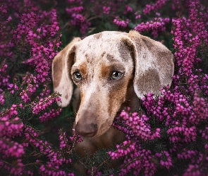 Jamnik, Wrzosy, Pies